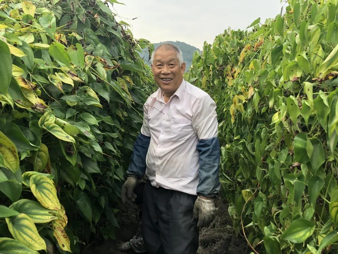康来福农产品新品推荐：紫玉参薯