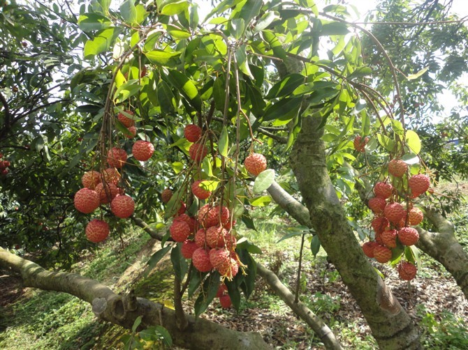 生鲜荔枝