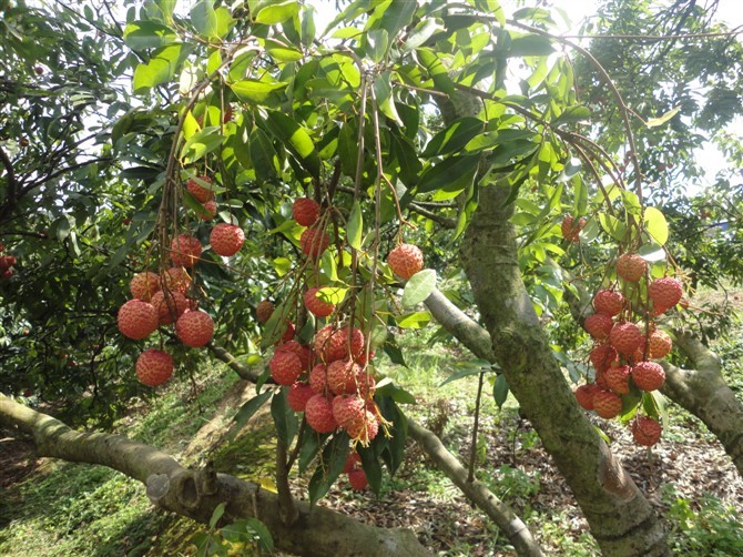 生鲜荔枝