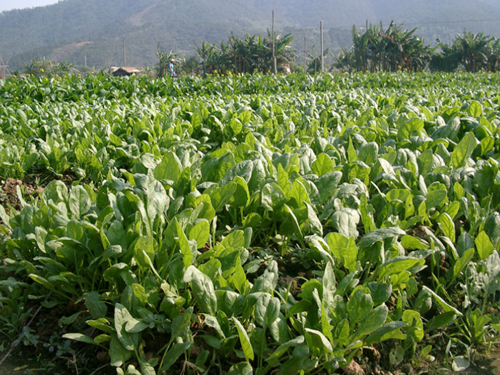 生鲜蔬菜采购渠道蔬菜基地