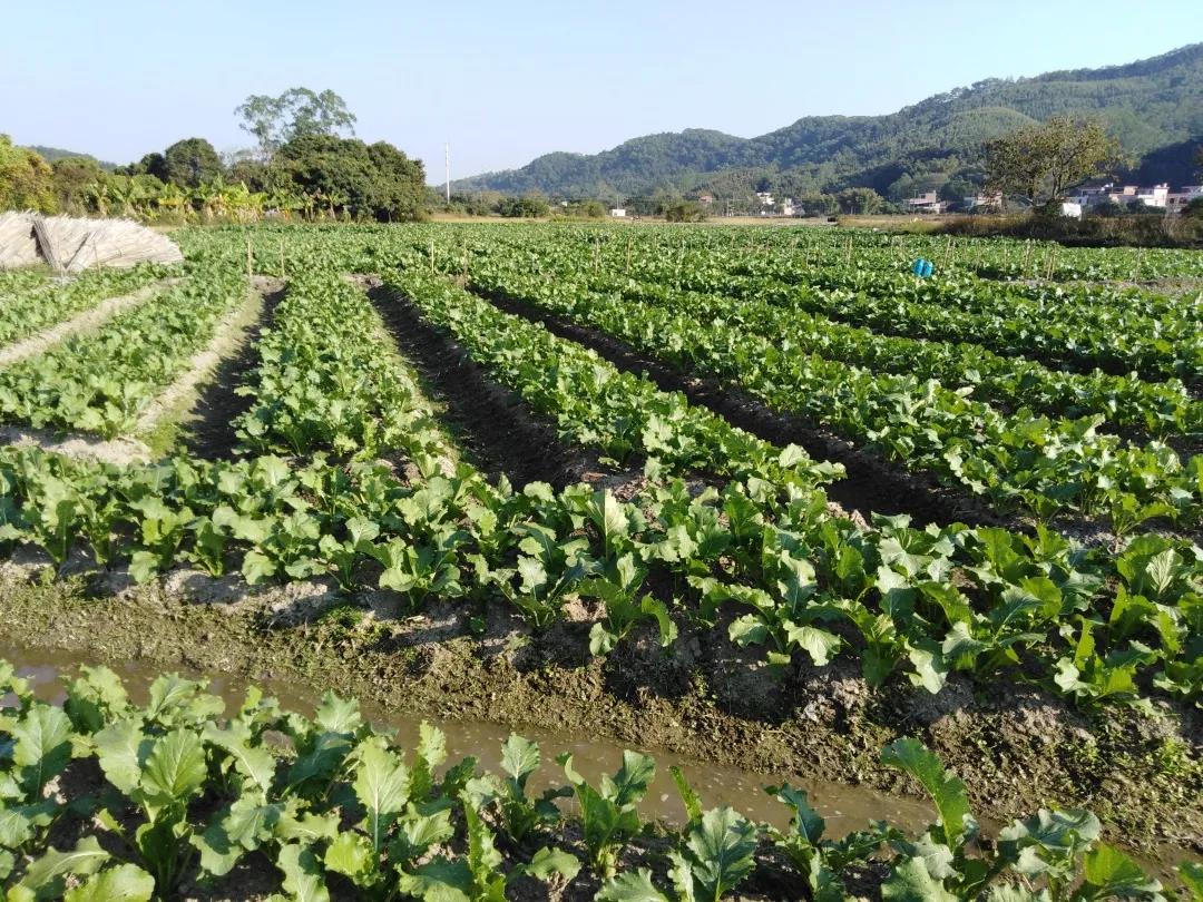 蔬菜配送基地