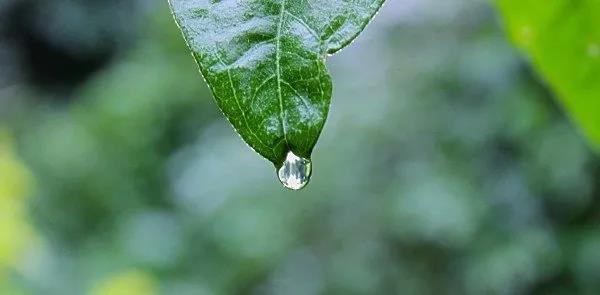 雨水