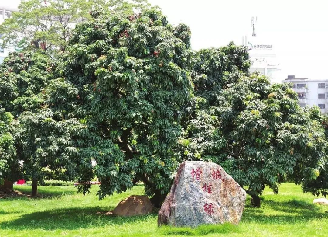 增城挂绿荔枝