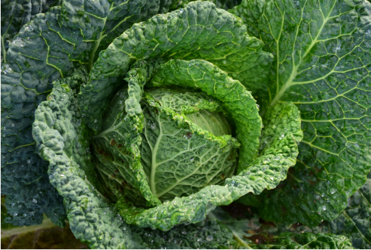 什么是生鲜食材的损耗，生鲜食材的损耗如何管理？