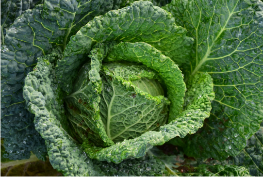 新鲜蔬菜食材