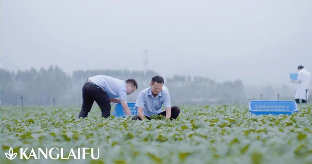 康来福蔬菜种植基地