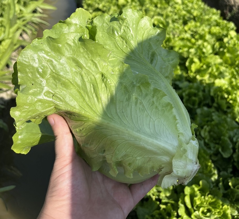 康来福农产品集团有限公司怎么样？