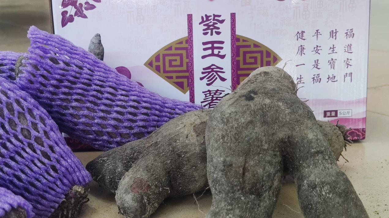 紫玉参薯.jpg